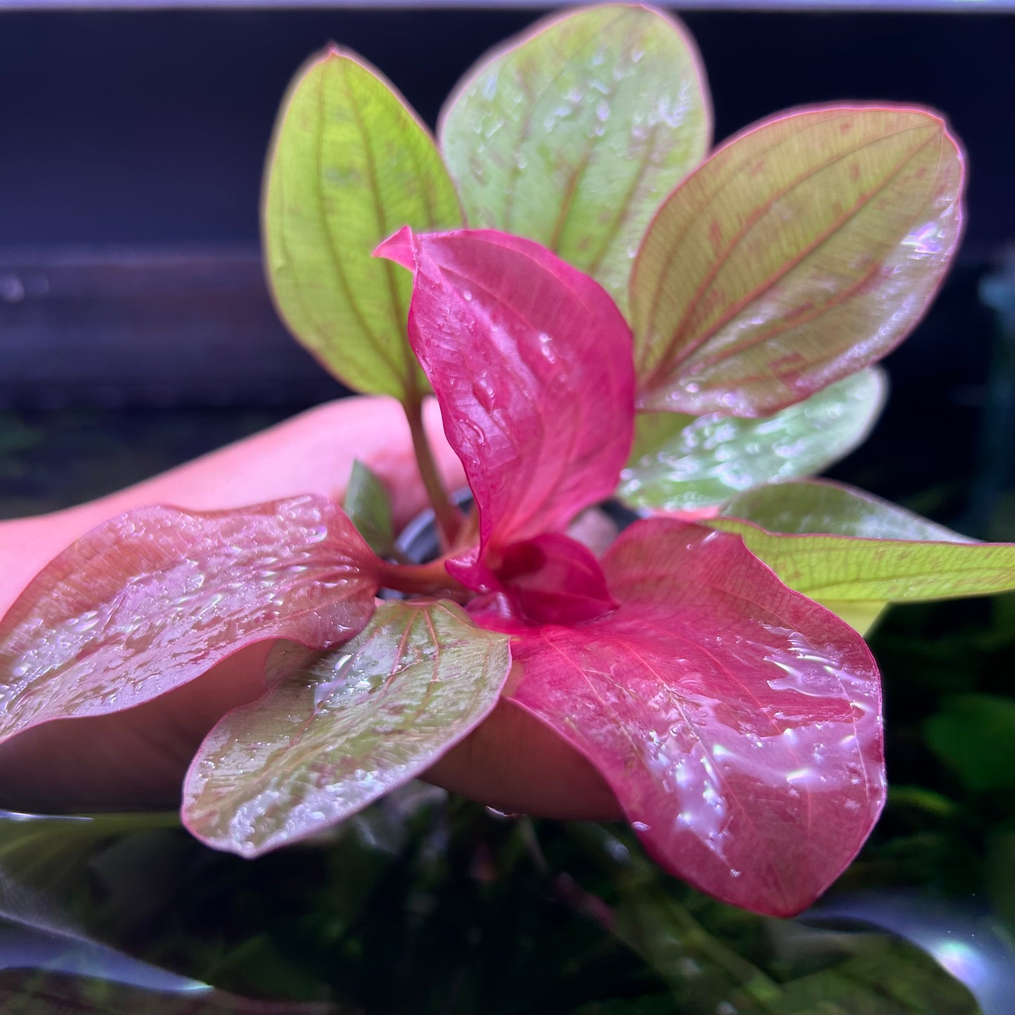 Echinodorus Radican Big Bear★