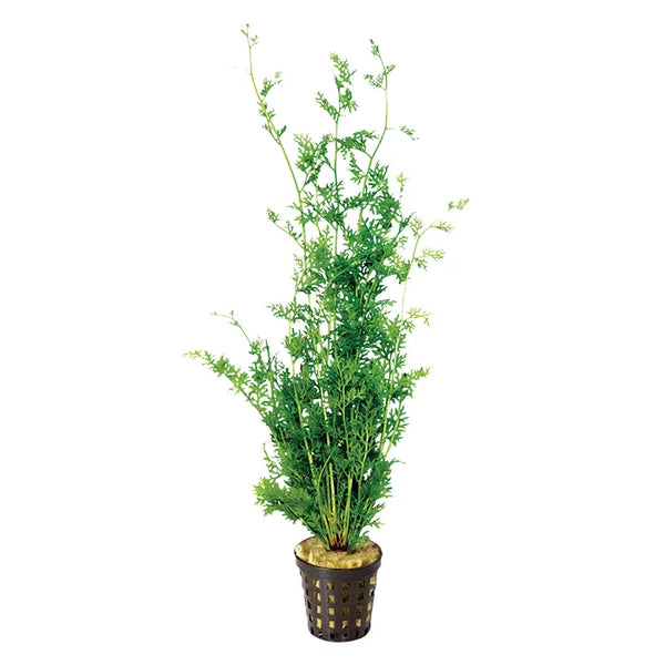 Lace Fern Ceratopteris siliquosa