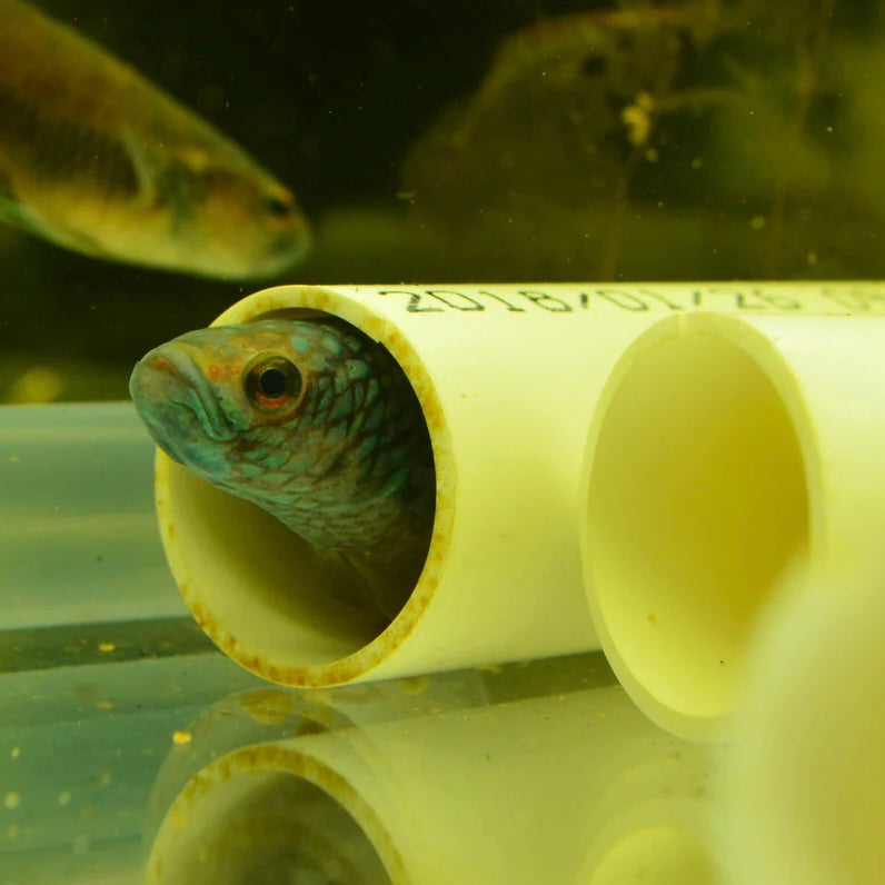 Betta Antuta Wild Pair 7-10cm