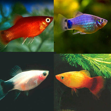 Assorted Platy 3cm (Group of 10)