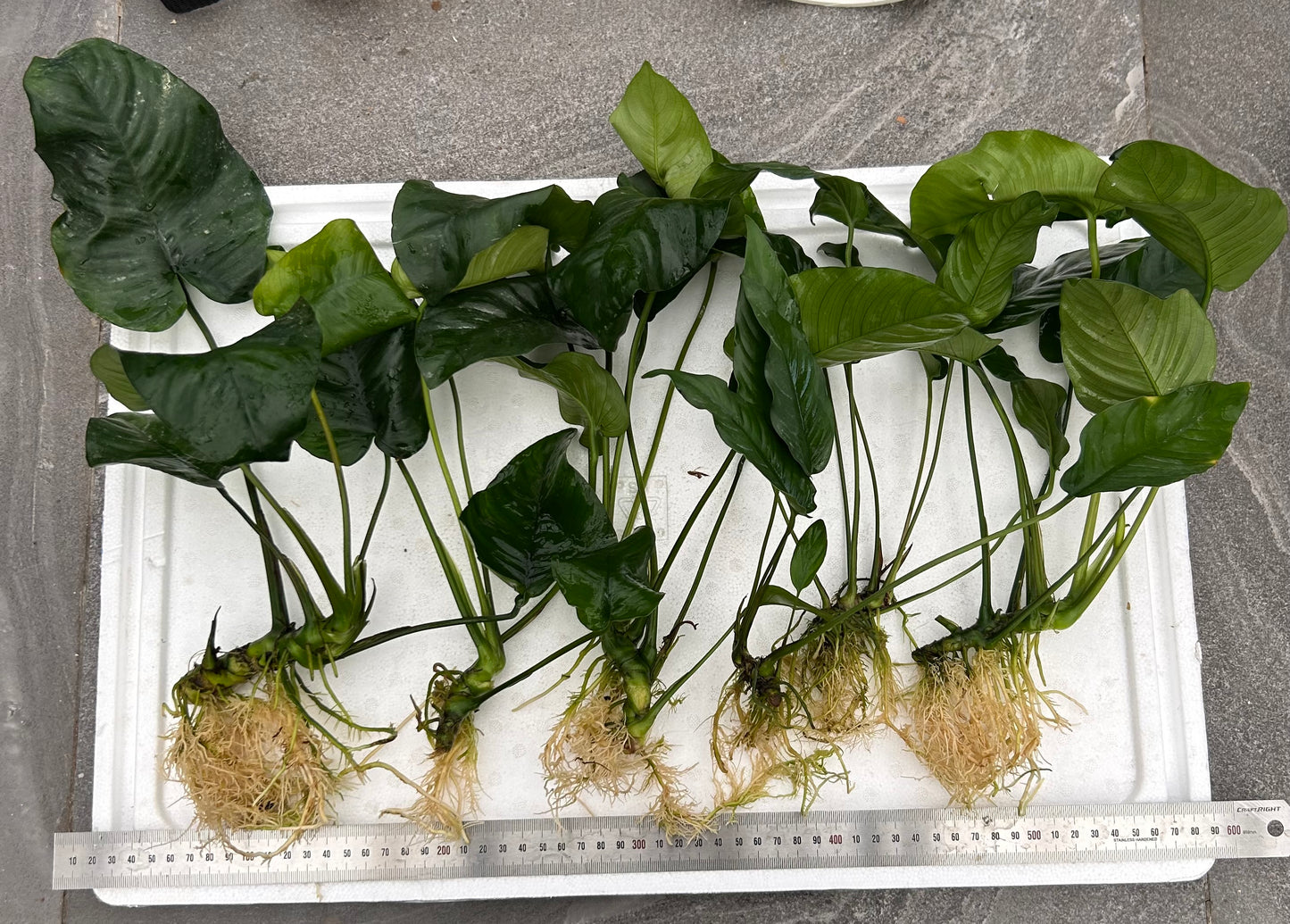 Anubias Packs Small - Large