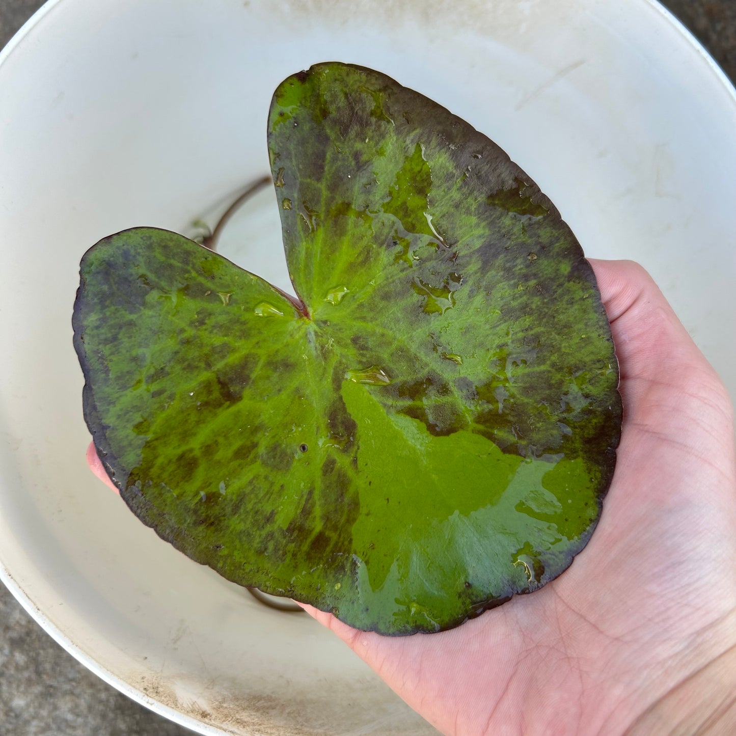 Banana Lily ‘Nymphoides aquatica’ ★