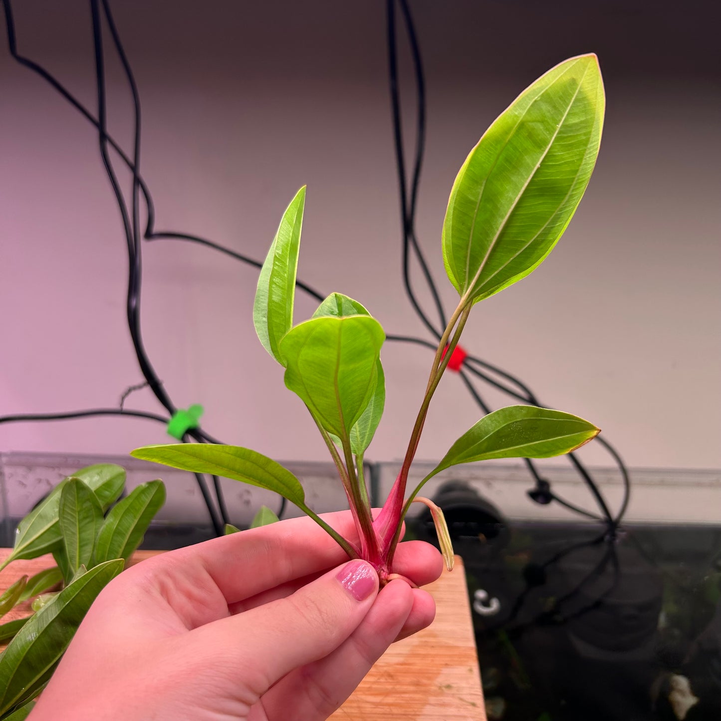 Echinodorus AC Sunrise BULK *Special*