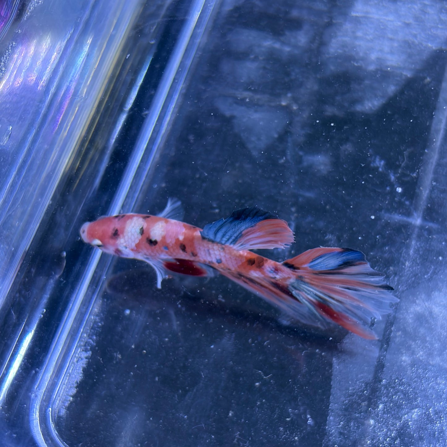 Giant Halfmoon Multicolour/Koi Male Betta 5-6cm (B)