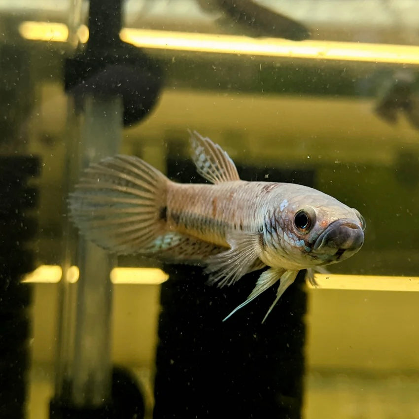 Betta Antuta Wild Pair 7-10cm