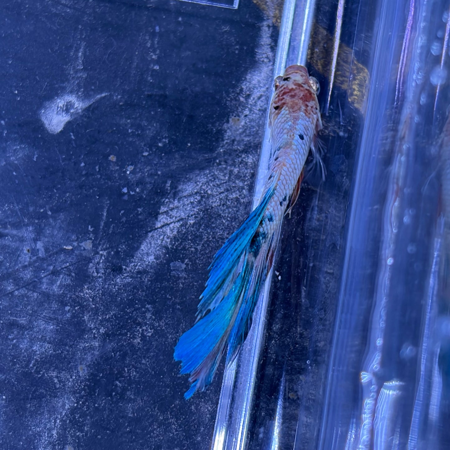 Halfmoon Multicolour/Koi Male Betta 3.5cm (G)