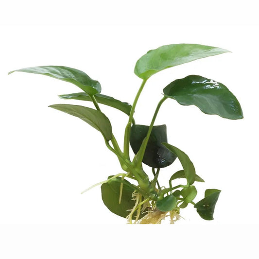 Anubias Paco