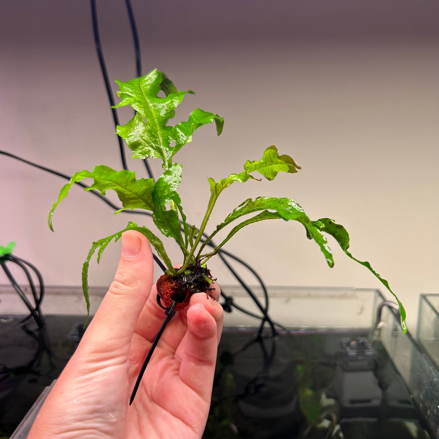 Java Fern Tropica - Rare ★