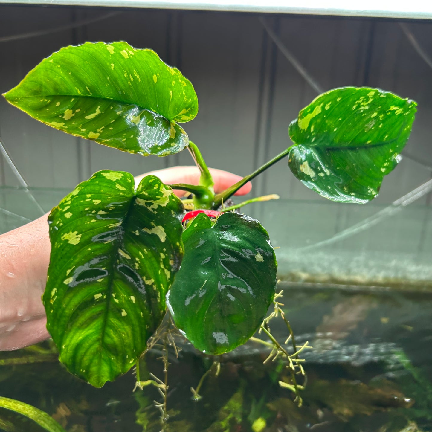 Anubias King Var ★