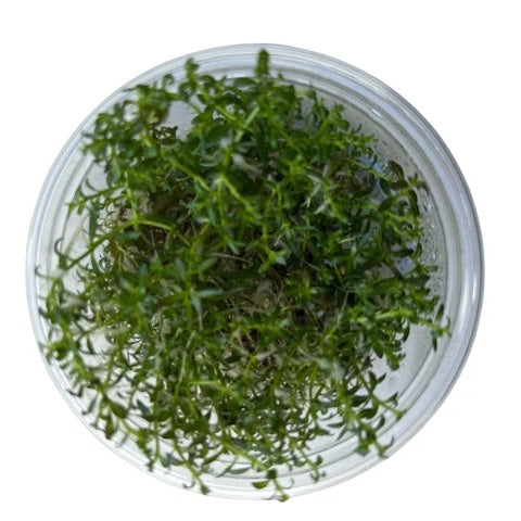 Ludwigia arcuata Tissue Culture