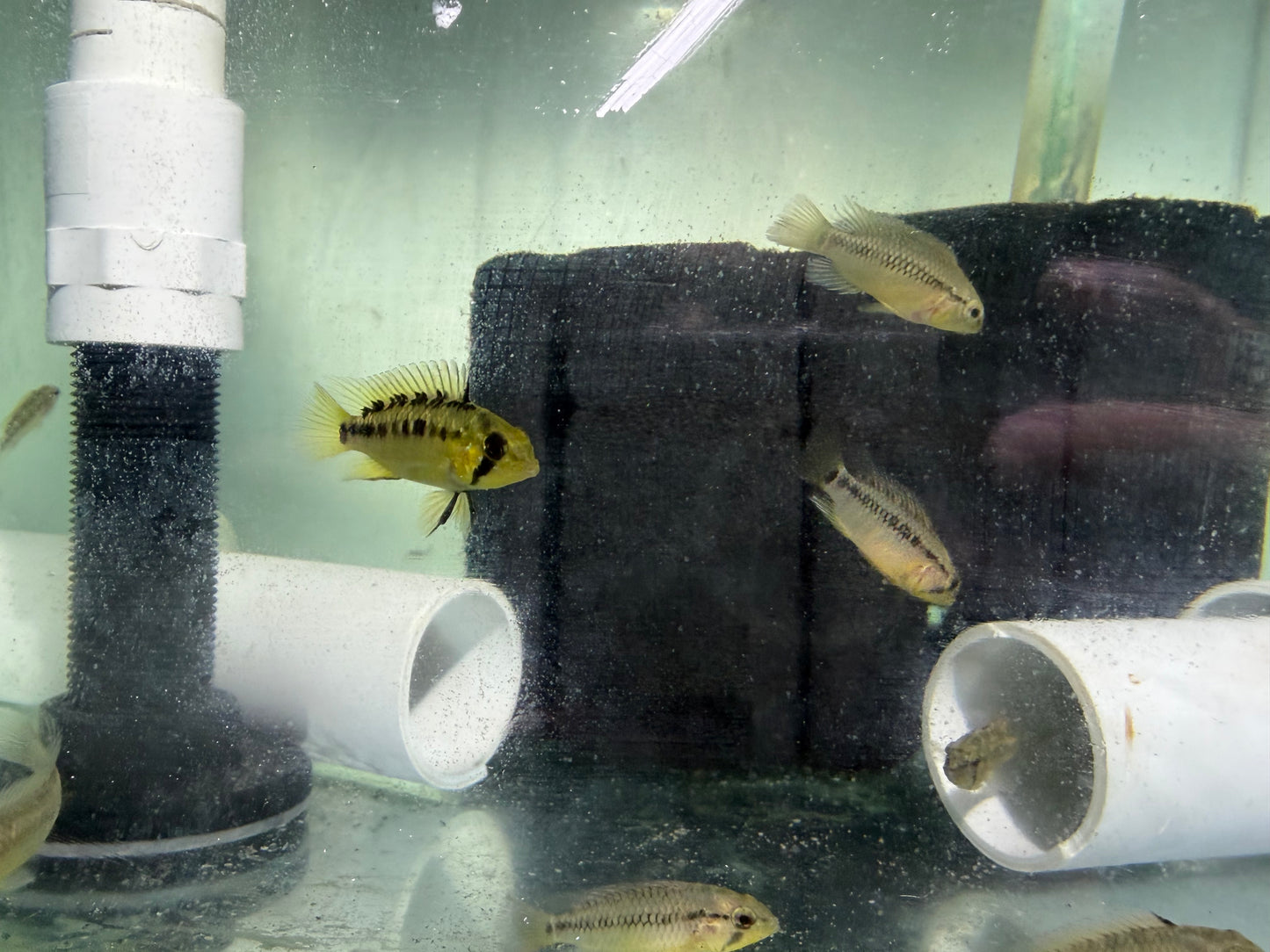 Red Edge Apistogramma vietija 4cm