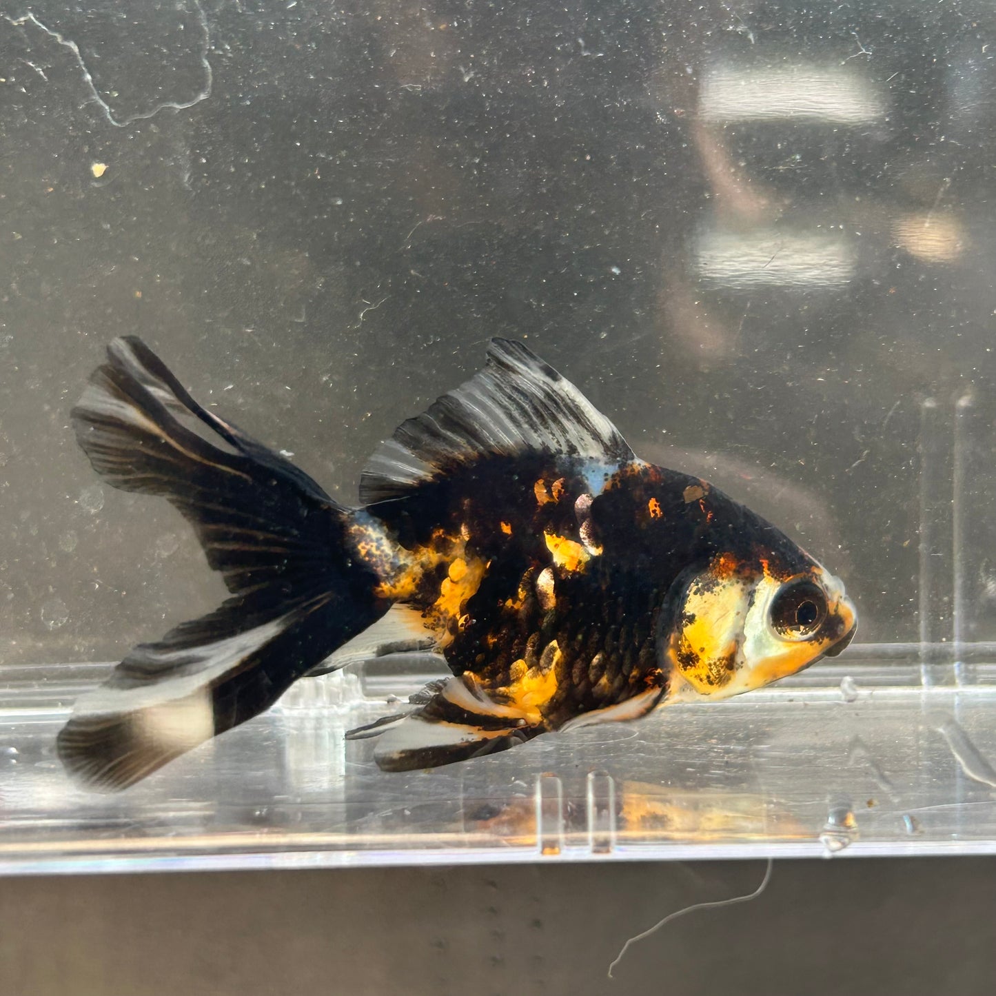Calico Fantail Goldfish Carassius
auratus 7cm
