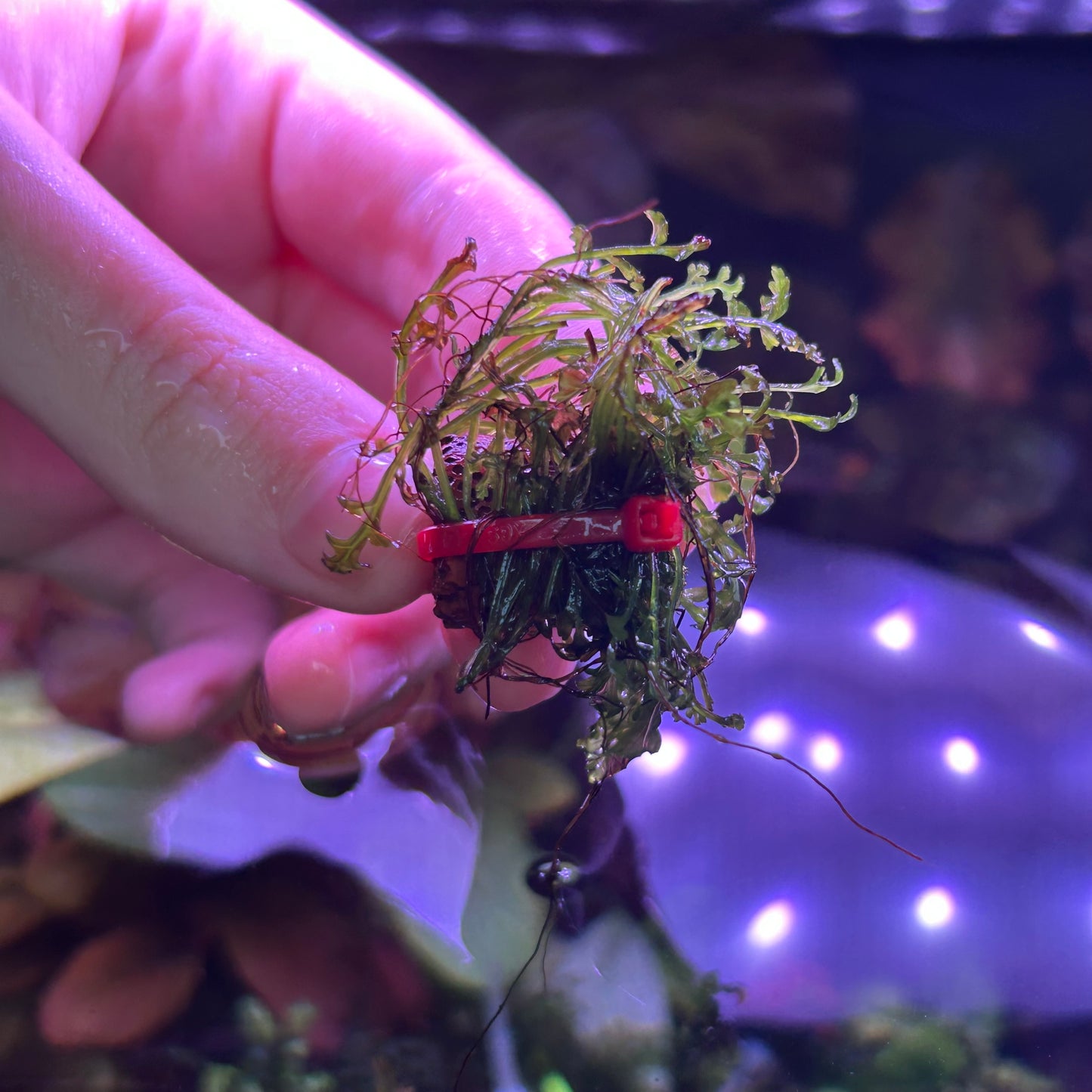 Bolbitus Gua Angin RARE