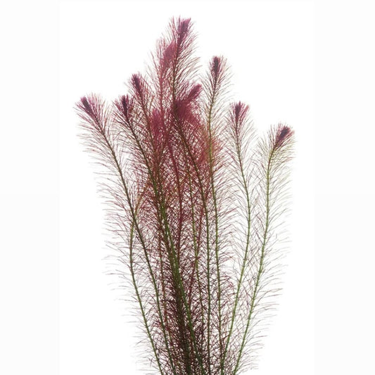 Rotala Wallichii