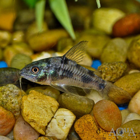 Corydoras paleatus Peppered Cory (Group of 5)