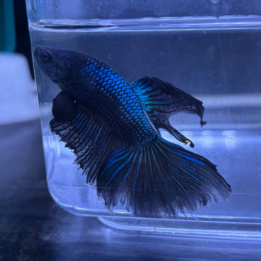 Super Delta Tail Male Betta 3.5cm (D)