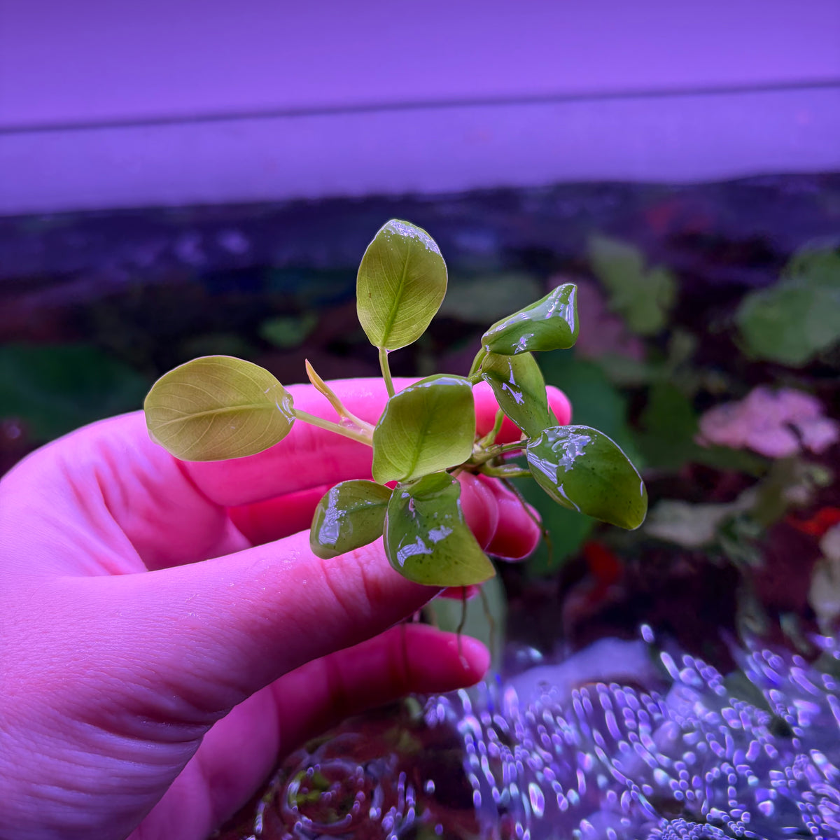 Anubias Nana Gold