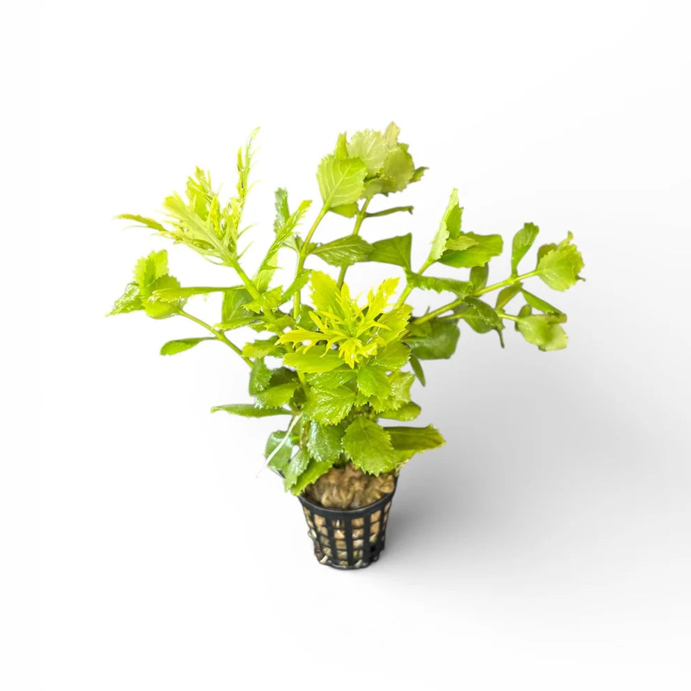 Hygrophila difformis (Wisteria)