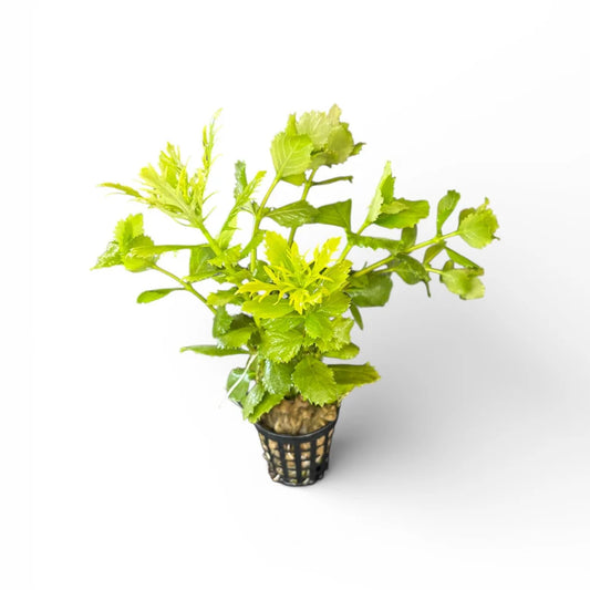 Hygrophila difformis (Wisteria)