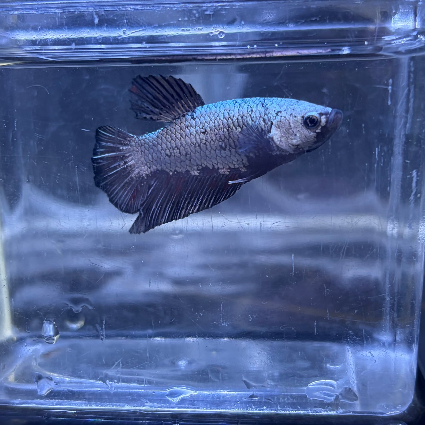 Black Samurai Male Betta 3.5cm (C)