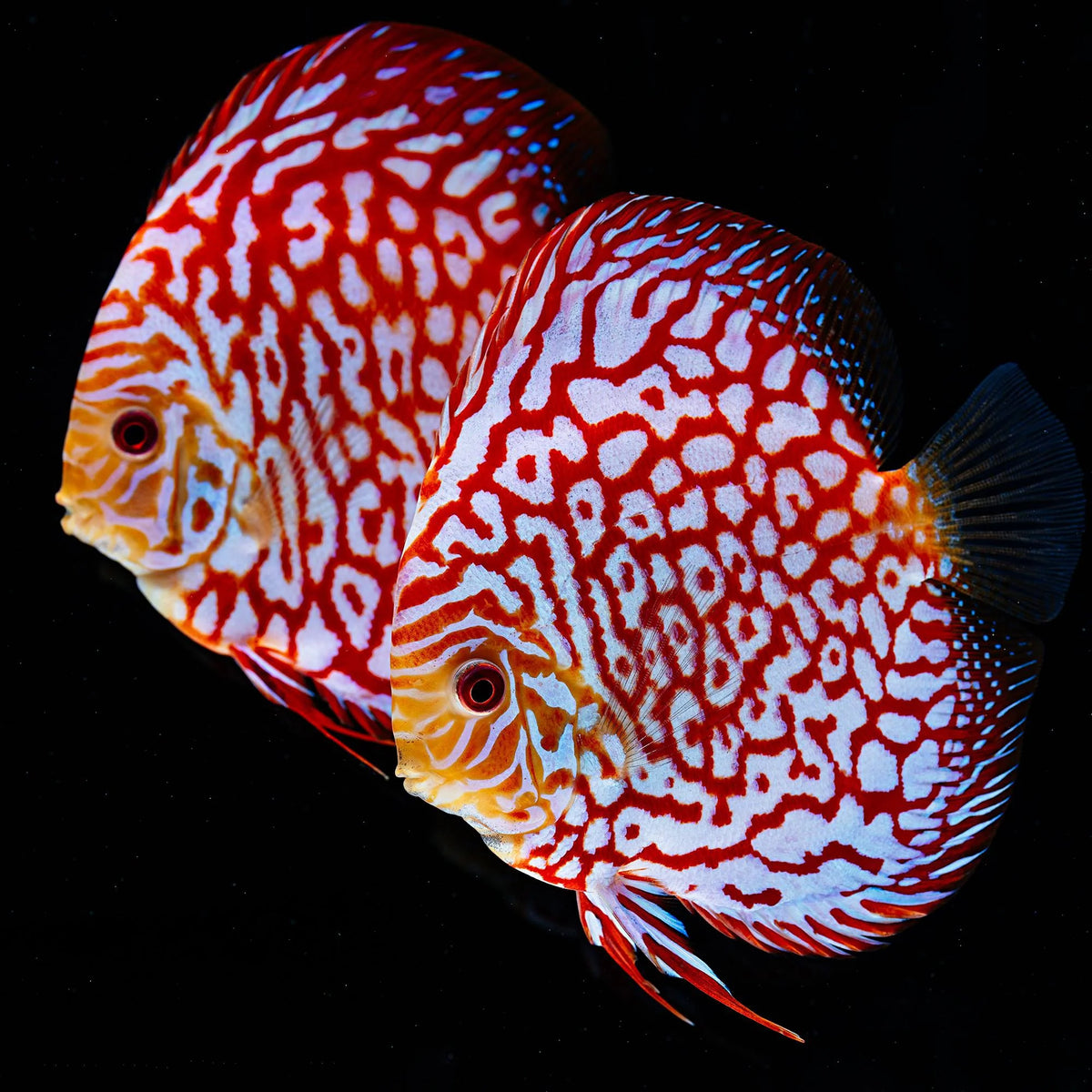 Red Checkerboard Discus 9cm