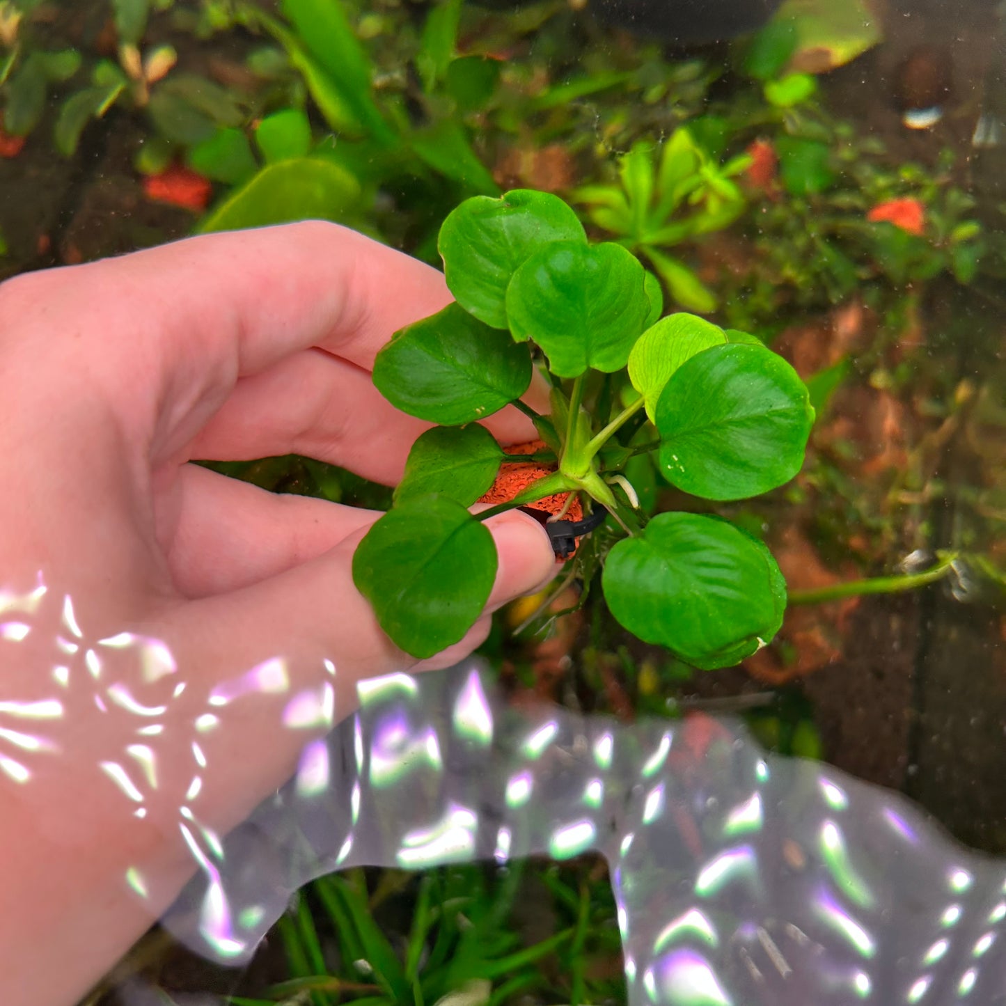 Anubias Panda Coin Reverted 2 for $90