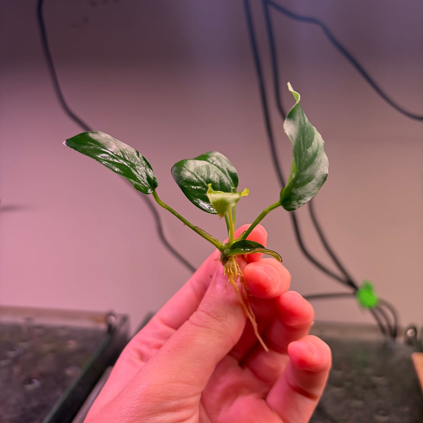 10x Small Anubias Pack Of 10