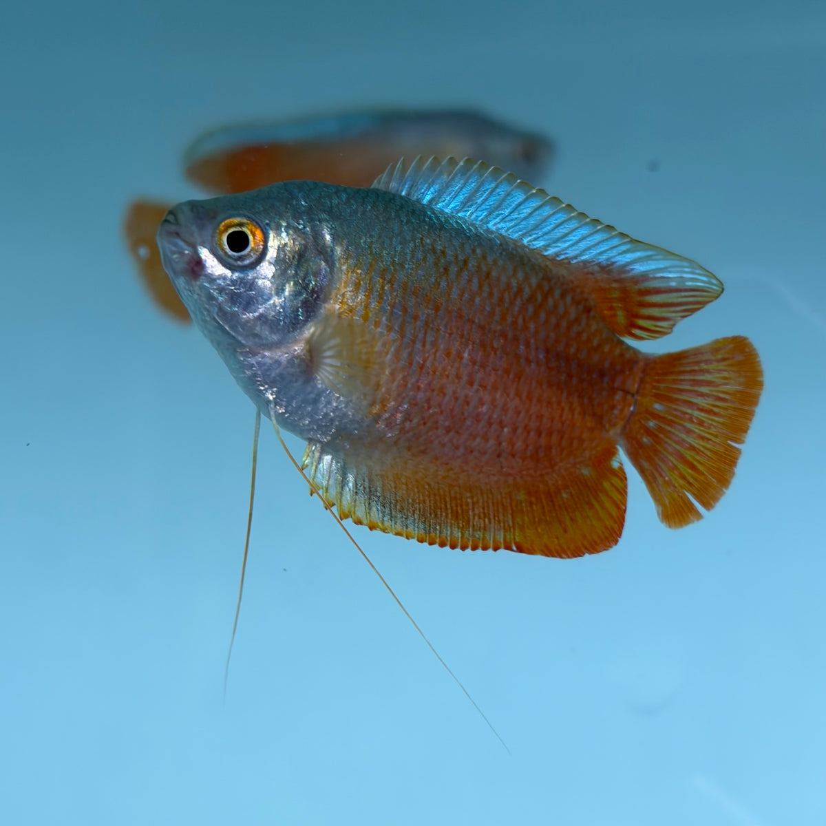 Red Flame Dwarf Gourami 5cm