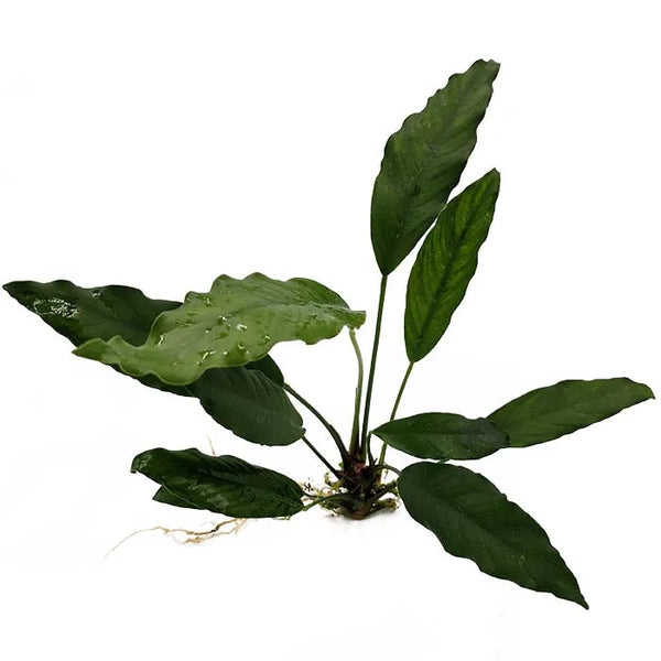Anubias Afzelli (New Type)