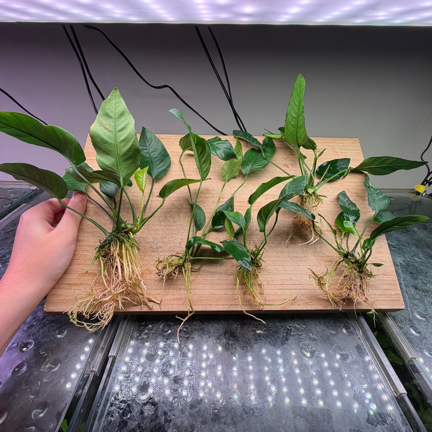 5x Medium Anubias Pack