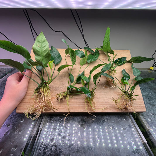 5x Medium Anubias Pack