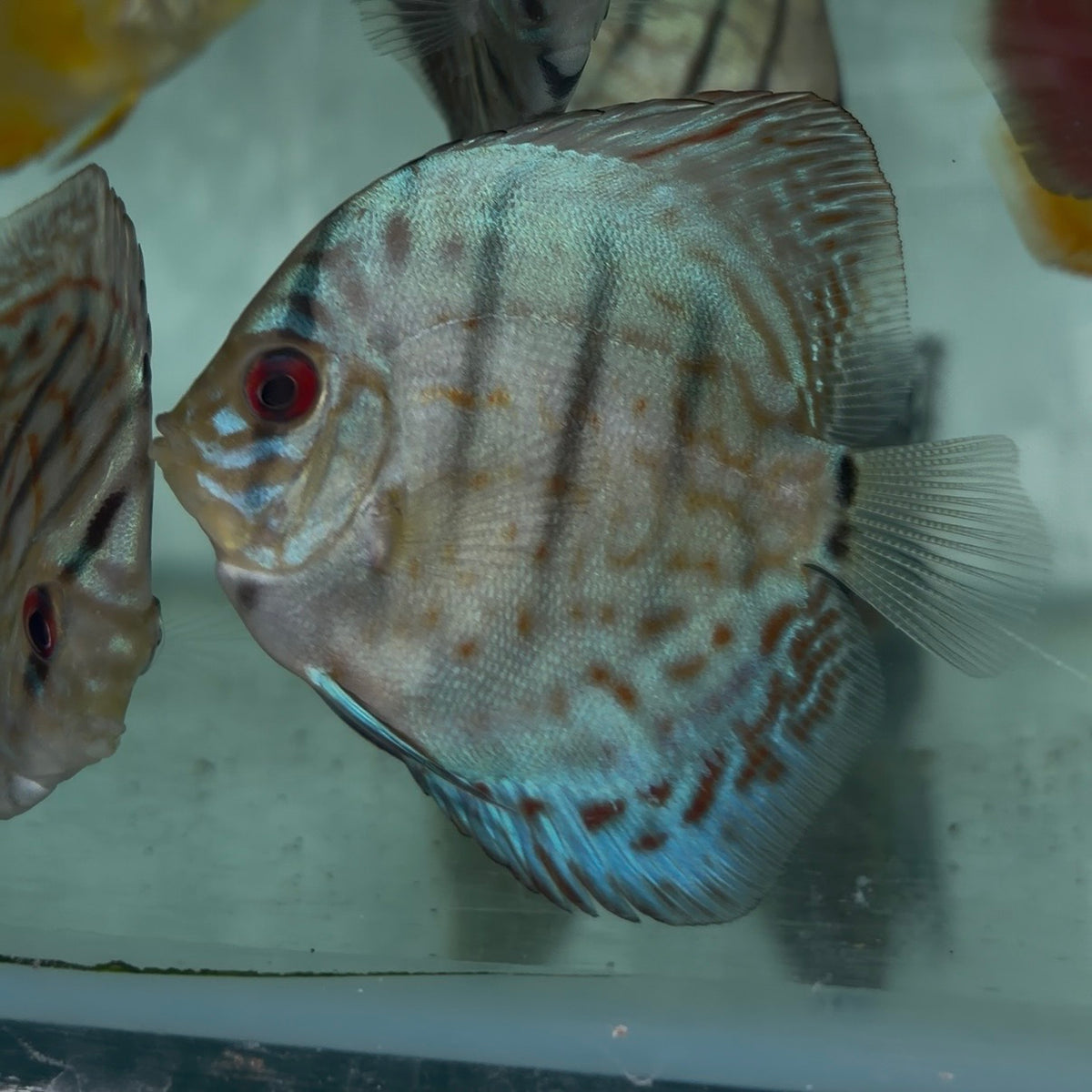 Assorted Discus 5-6cm