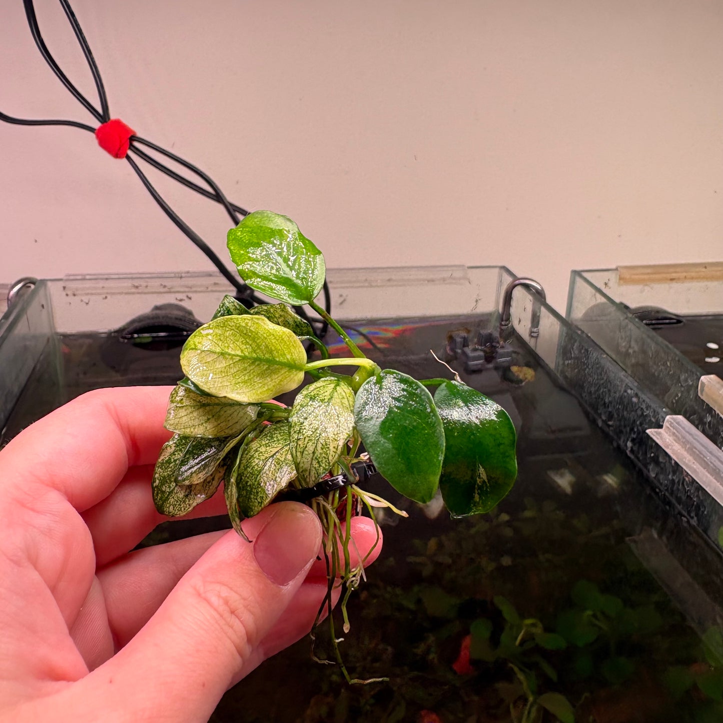 Anubias Pinto ★