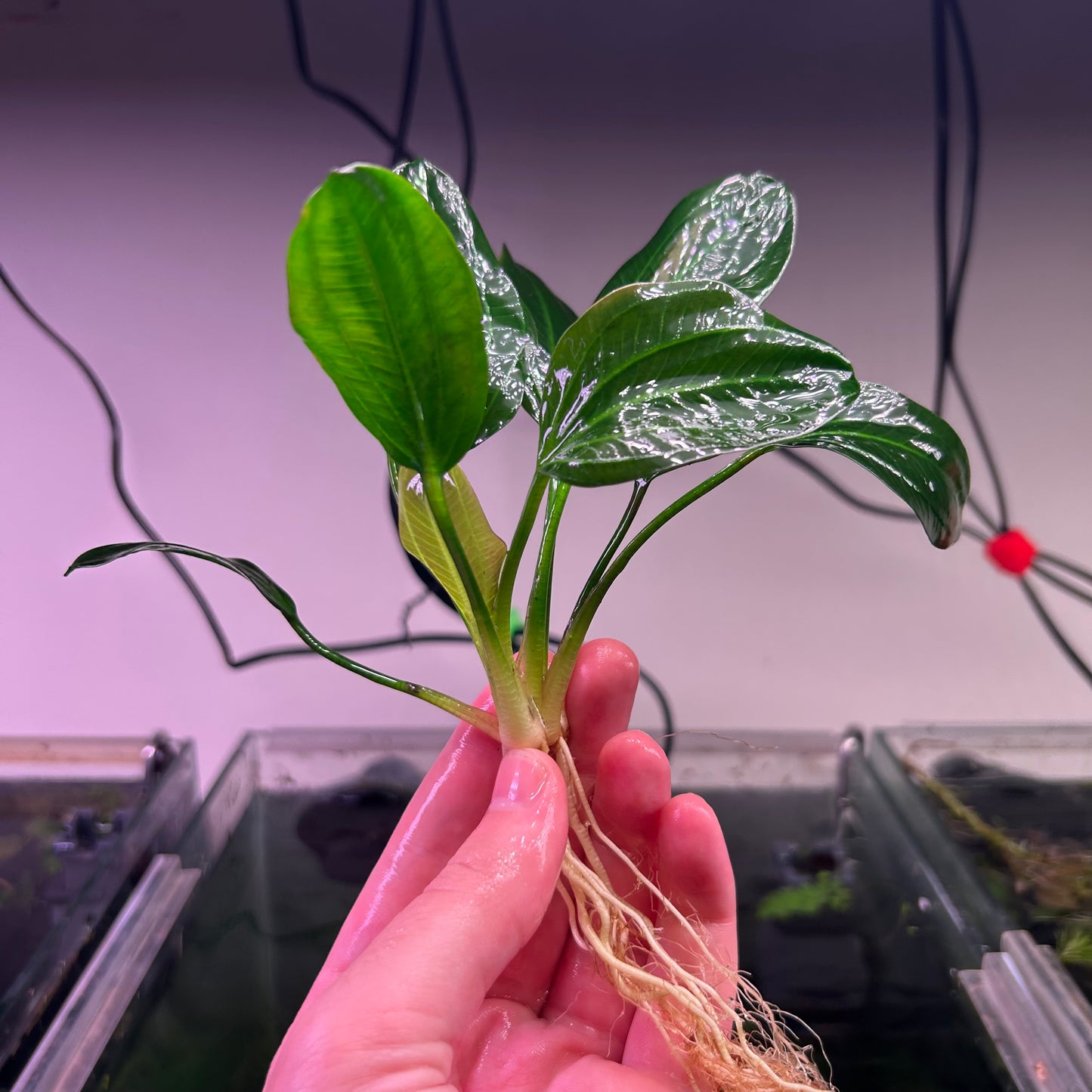 Echinodorus Opacus Verde ★