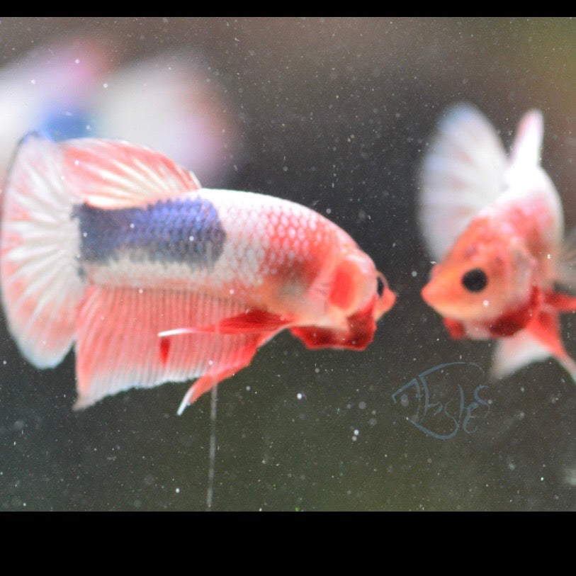 Pastel Marble Plakat Male Betta 3-4cm