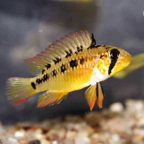 Red Edge Apistogramma vietija 4cm