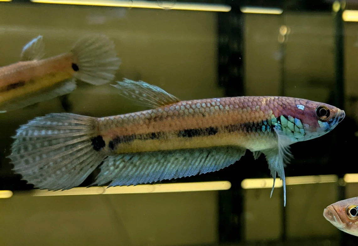 Betta Ocellata Wild Pair 8cm