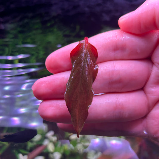 Homalomena Insignis - Aquarium Fish Tank Aquatic Plant RARE