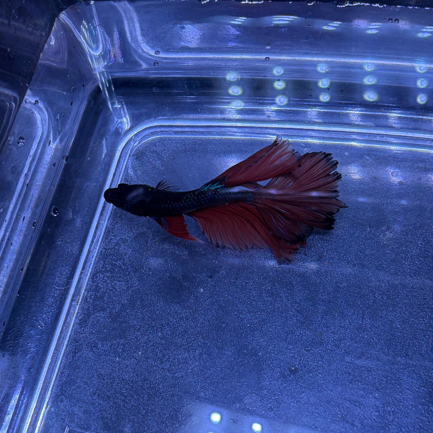 Super Delta Tail Male Betta 3.5cm (H)