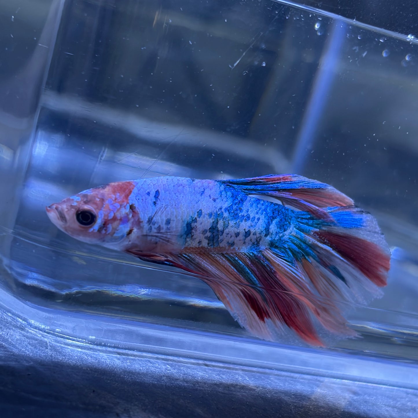 Halfmoon Multicolour/Koi Male Betta 3.5cm (B)