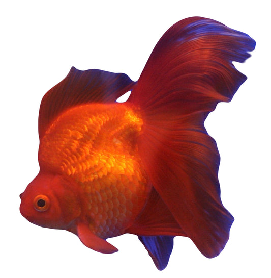 Red Ryukin Goldfish 8cm