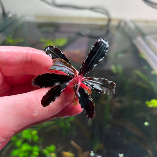 Bucephalandra Brownie Red Wrinkled Emersed Grown