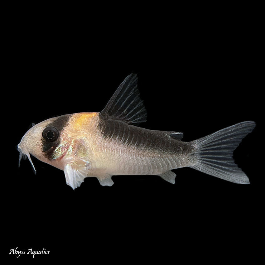 Adolfoi Corydoras 2cm