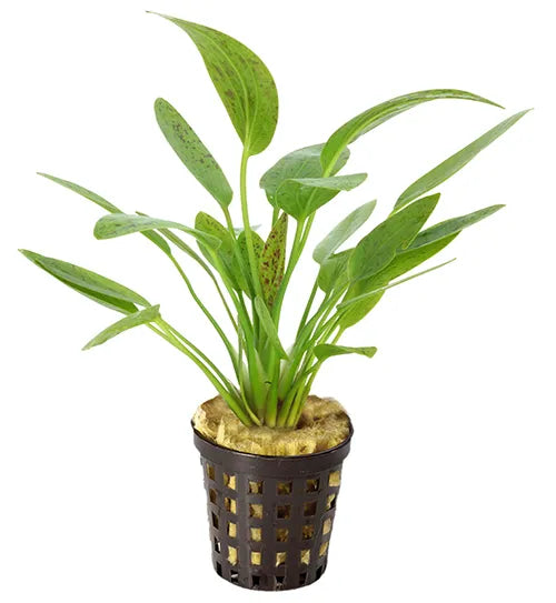 Echinodorus Ozelot Green