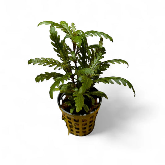 Hygrophila pinnatifida