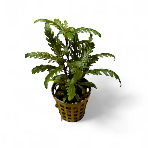 Hygrophila pinnatifida