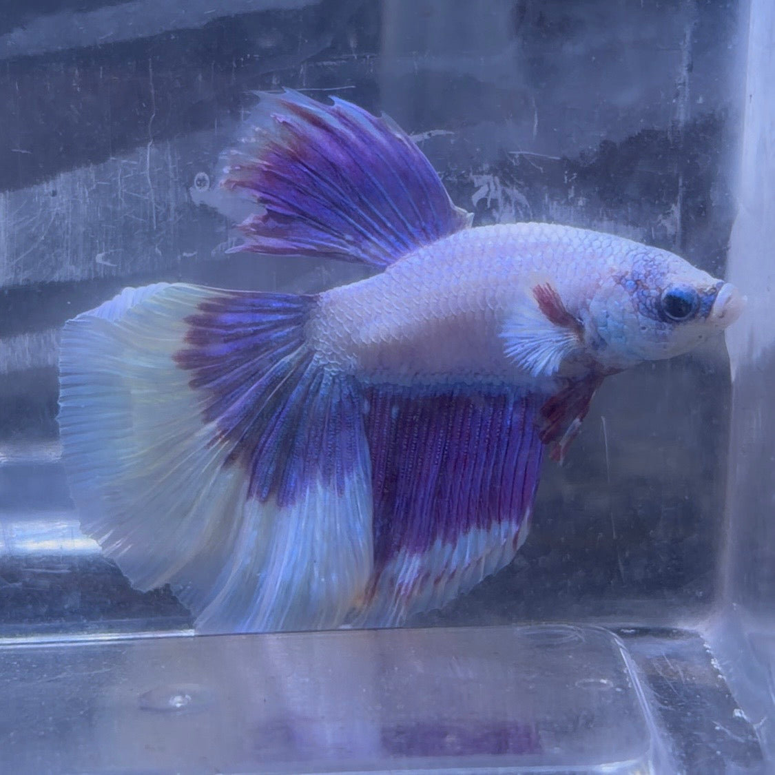 Super Delta Tail Male Betta 3.5cm (C)