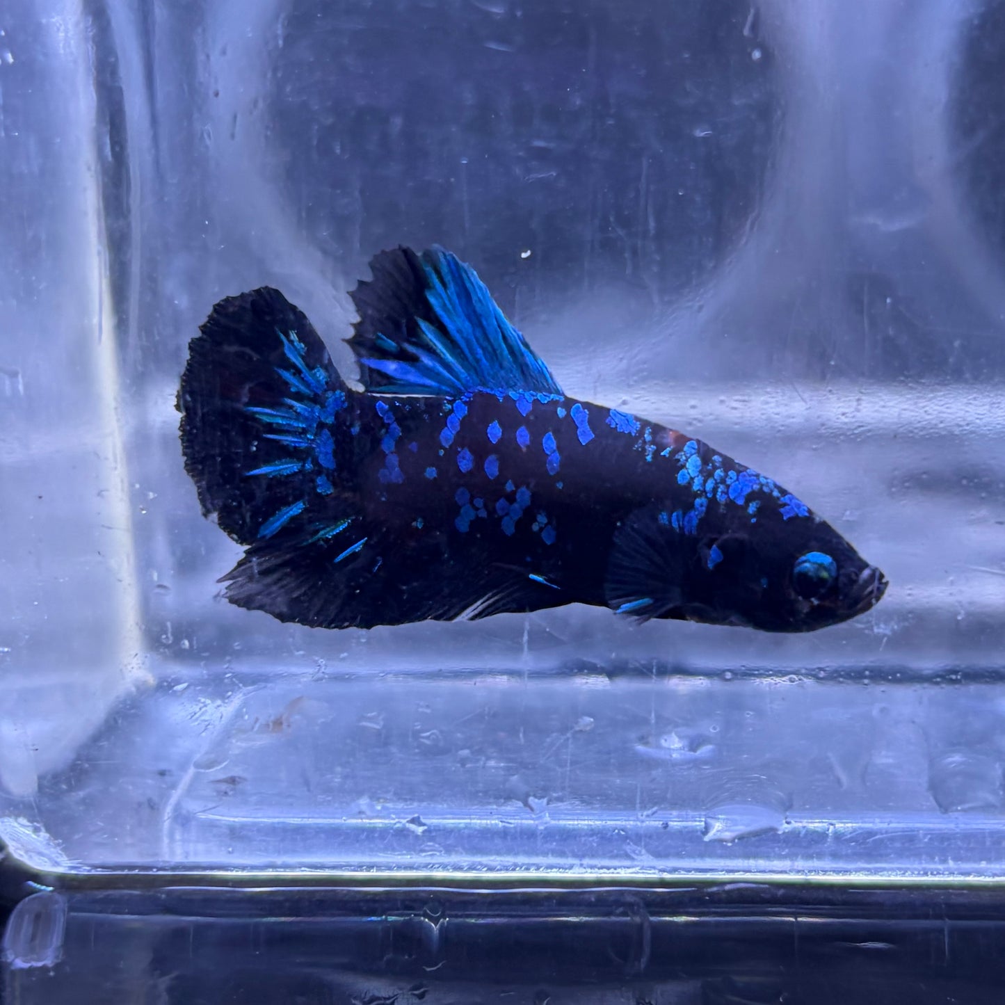 Blue Avatar Male Betta 3.5cm (A)
