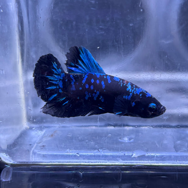 Blue Avatar Male Betta 3.5cm (A)