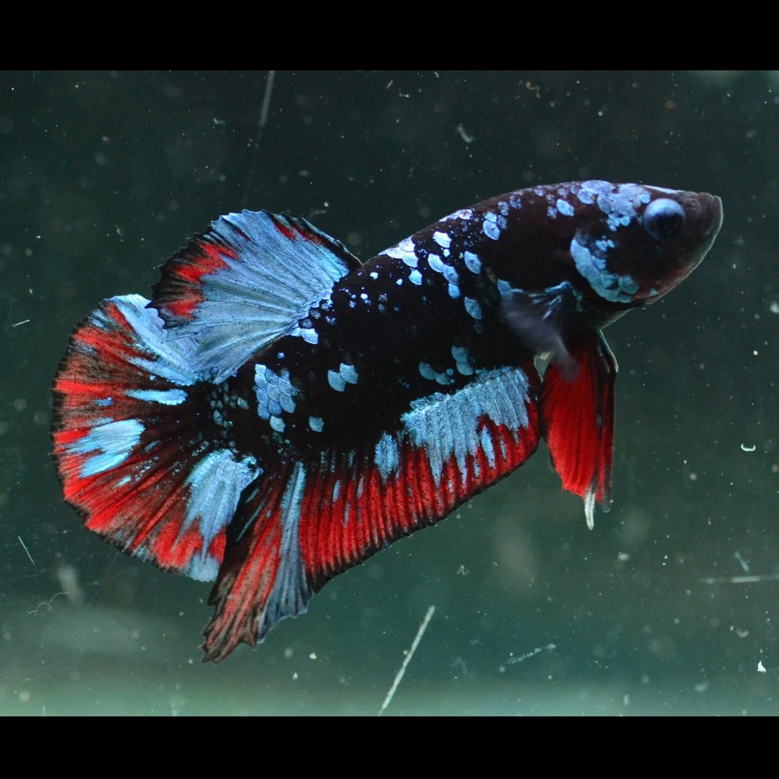 Blue Avatar Halfmoon Plakat Male Betta 4cm